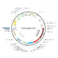 Lentivirus EF1α-mCherry-Puro (2× 25 µl)