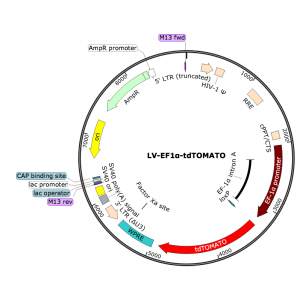 Lentivirus EF1α-tdTOMATO (2× 25 µl)