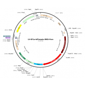 Lentivirus EF1α-tdTOMATO-Puro (2× 25 µl)