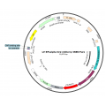 Lentivirus EF1α-Cre-mCherry-Puro (2× 25 µl)