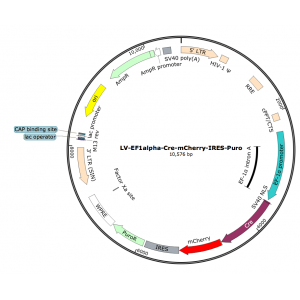 Lentivirus EF1α-Cre-mCherry-Puro (2× 25 µl)