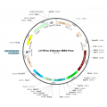 Lentivirus EF1a-ZsGreen-IRES-Puro (2× 25 µl)