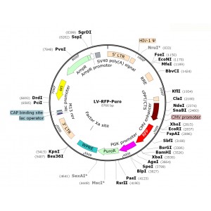 Lentivirus CMV-RFP-Puro (2× 25 µl)