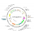 Lentivirus SFFV-GFP-IRES-Puro (2× 25 µl)