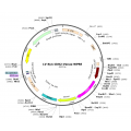 Lentivirus Syn-ChR2-Venus (2× 25 µl)