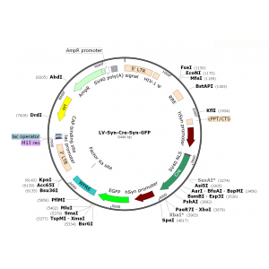 Lentivirus Syn-Cre-Syn-GFP (2× 25 µl)