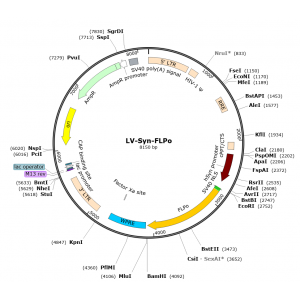 Lentivirus Syn-FLPo (2× 25 µl)