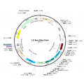 Lentivirus Syn-hGluc-Puro (2× 25 µl)