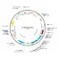 Lentivirus Syn-hGluc-Puro (2× 25 µl)..