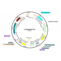 Lentivirus Synapsin-Cre (2× 25 µl)