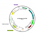 Lentivirus Synapsin-Cre-GFP (2× 25 µl)