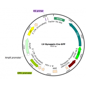 Lentivirus Synapsin-Cre-GFP (2× 25 µl)