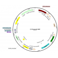 Lentivirus Synapsin-Null (2× 25 µl)