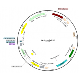 Lentivirus Synapsin-Null (2× 25 µl)