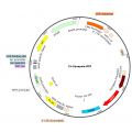 Lentivirus Synapsin-RFP (2× 25 µl)