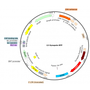 Lentivirus Synapsin-RFP (2× 25 µl)