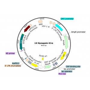 Lentivirus Synapsin-iCre (2× 25 µl)