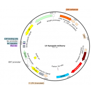 Lentivirus Synapsin-mCherry (2× 25 µl)