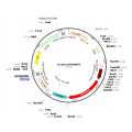 Lentivirus Synapsin-tdTOMATO (2× 25 µl)