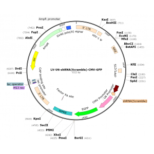 Lentivirus U6-shRNA-GFP (2× 25 µl)