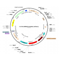 Lentivirus U6-shRNA-mCherry (2× 25 µl)