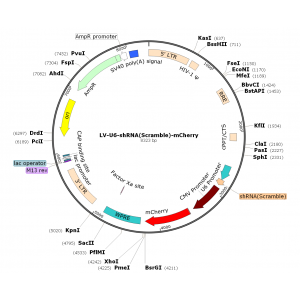 Lentivirus U6-shRNA-mCherry (2× 25 µl)