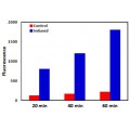 Caspase-3/7 Apoptosis Assay Kit‎ (100 rxn)