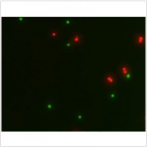 LiFluor™ Animal Cell Viability Kit (1000 rxns)