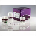 RNAprep Pure Cell/Bacteria Kit (50 preps)