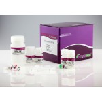 TIANamp Micro DNA Kit (50 preps)