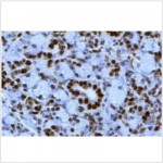 TUNEL Chromogenic Apoptosis Detection Kit (50 rxns)