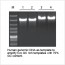 LiTaq™ Super-Fidelity PCR Master Mix (1 ..