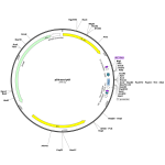 Human ADGRE1 (BC059395) cDNA Clone in pBluescriptR