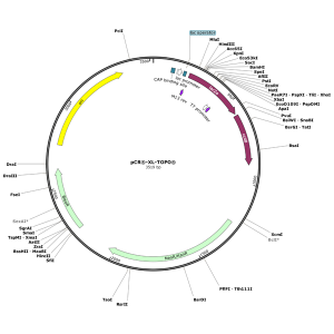 Human FN1 (BC143754) cDNA Clone in pCR-XL-TOPO