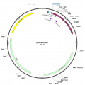 Human AANAT (BC126334) cDNA Clone in pCR4-TOPO