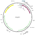 Human MPO (BC130476) cDNA Clone in pCR4-TOPO