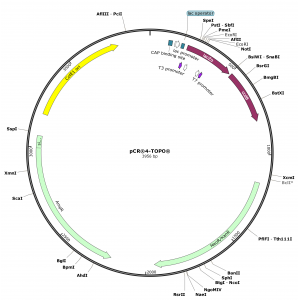 Human AANAT (BC126332) cDNA Clone in pCR4-TOPO