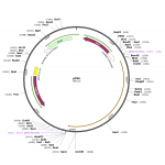 Human A1BG (BC035719) cDNA Clone in pCS6