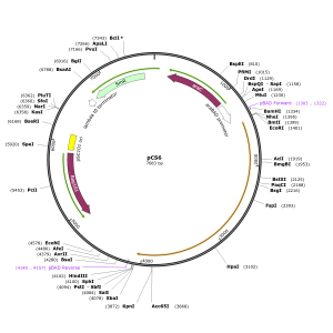 Human NAT1 (BC047666) cDNA Clone  in pCS6