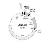 Human NAT2 (BC067218) cDNA Clone in pDNR-LIB