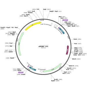 Human TUBB (BC062532) ORF Clone in pDONR223