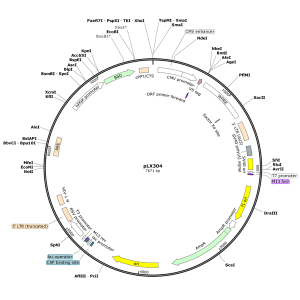 Human AIF1 (BC009474) Lentiviral ORF Clone in pLX304