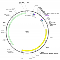 Human ACADS (BC025963) cDNA Clone in pOTB7