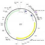 Human SERPINA3 (BC003559) cDNA Clone in pCS6