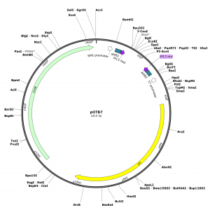 Human CRELD2 (BC002894) cDNA Clone in pOTB7