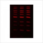 LiGreen™ Red DNA Gel Stain (500 µl)