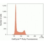 Cell Cycle Ruby Stain (100 rxns)