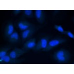 DAPI Fixed Cell Stain (10 ml)