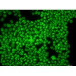 Green 488 Dead Cell Stain (10 ml)