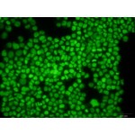 Green Dead-cell Nucleic Acid Stain (1 ml)